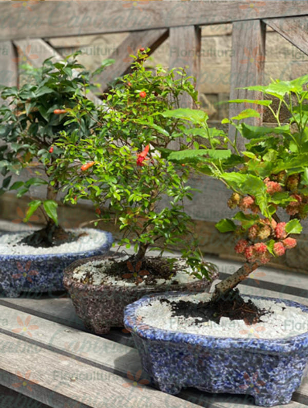 Bonsai Frutíferas