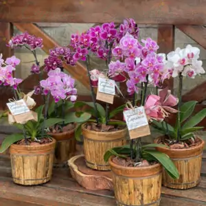 ORQUÍDEA MINIZINHA NA PEÇA NORDESTINA