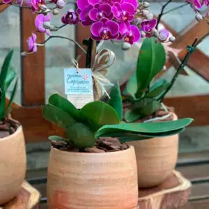 MINI ORQUÍDEA LAMPIÃO