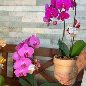 Orquídea Cascata Bem Me Quer