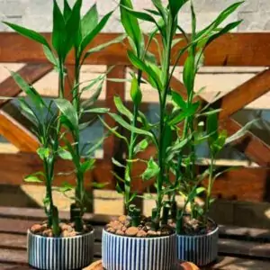 Mini Lucky Bamboo Collection