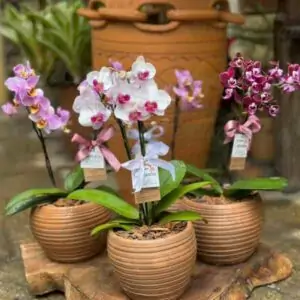 Mini Orquídeas Artesanal Tupi